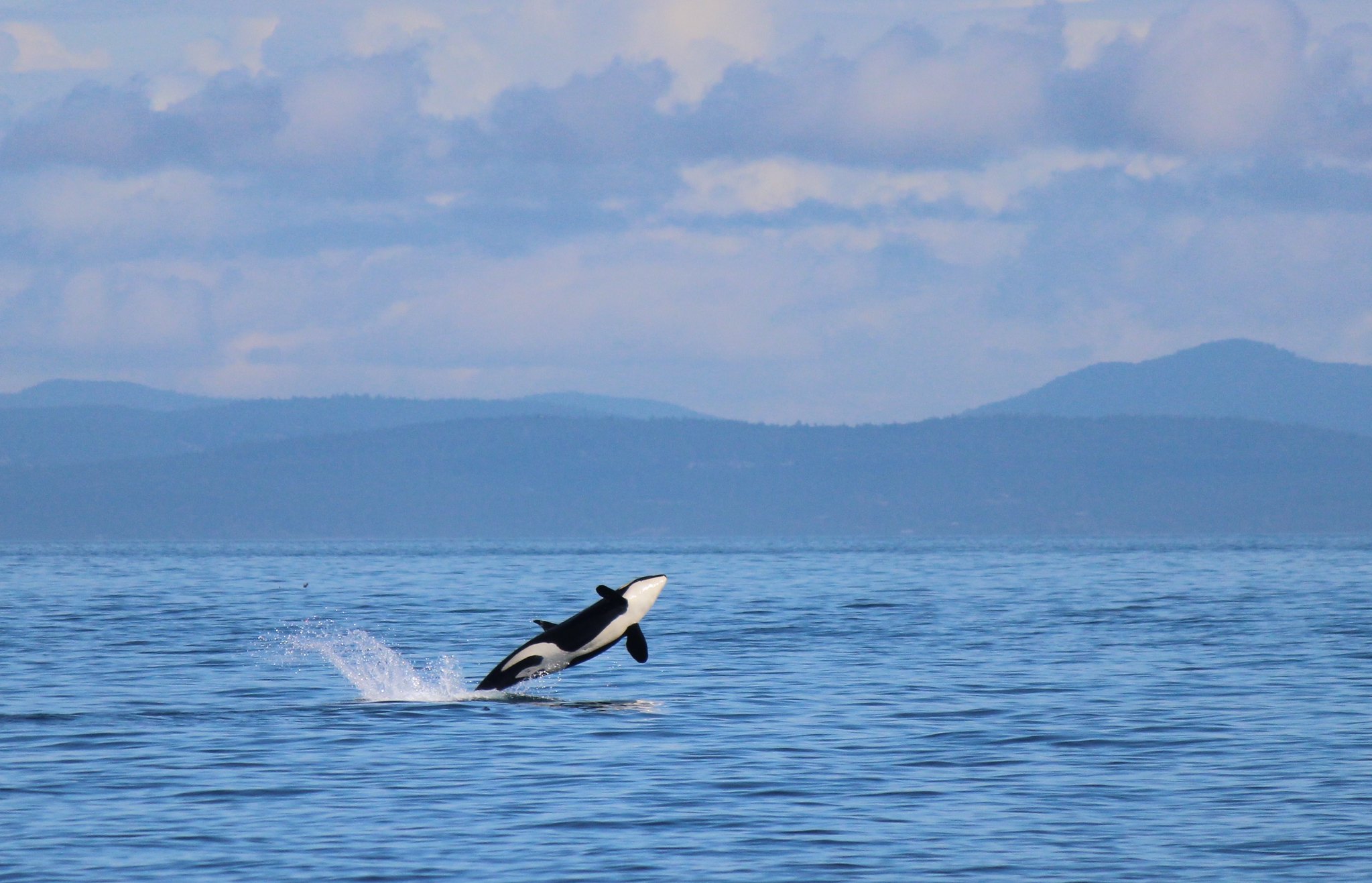 Depoe bay orca orca breaching water