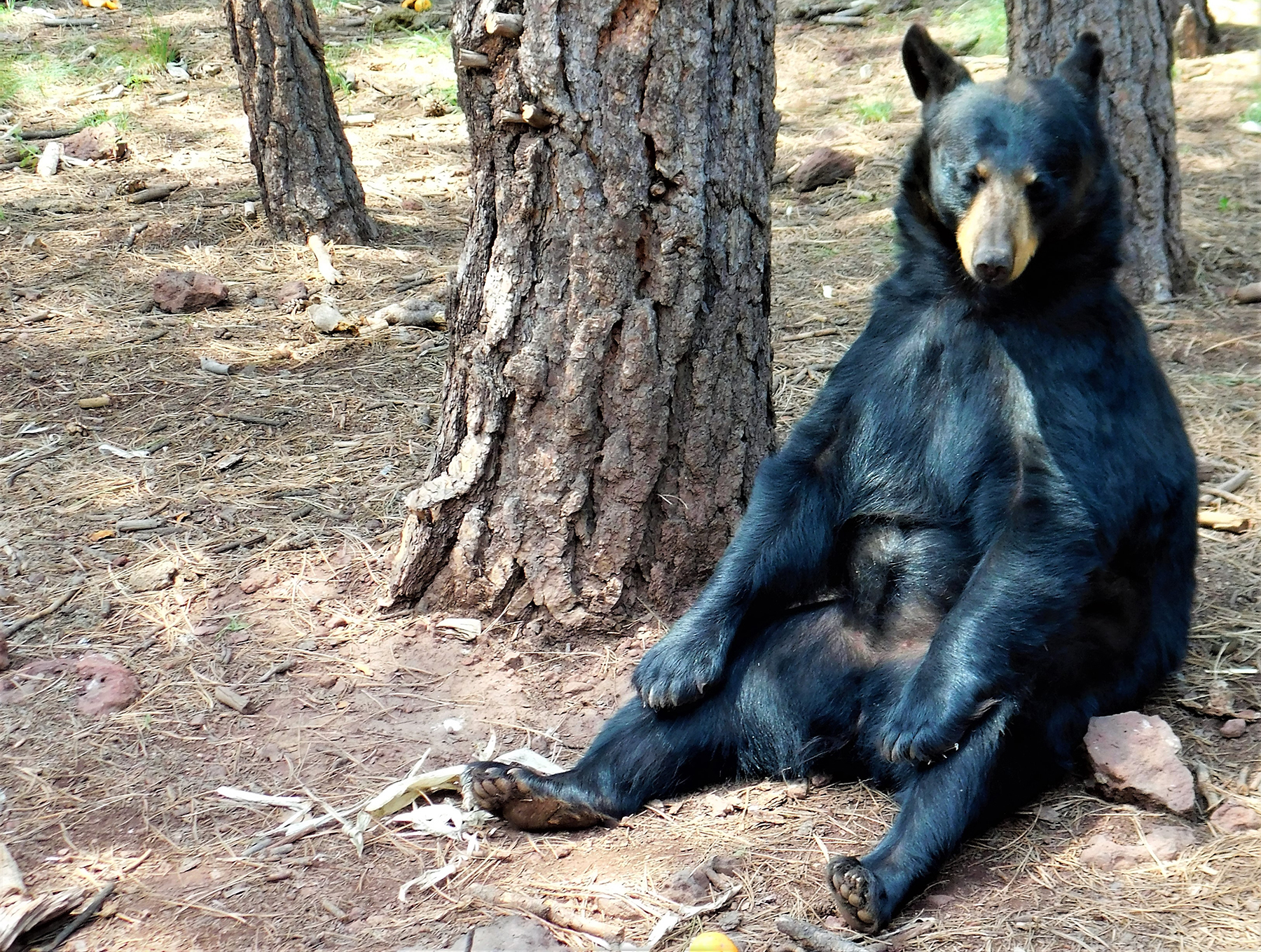 ODFW Warns About Bears On The Oregon Coast Due To Late Berry Crop