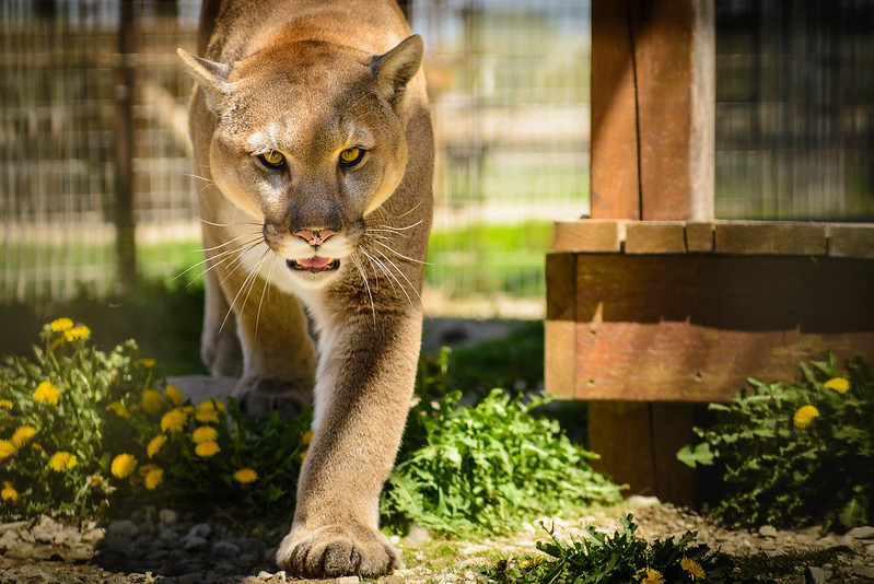 cougar attack washington