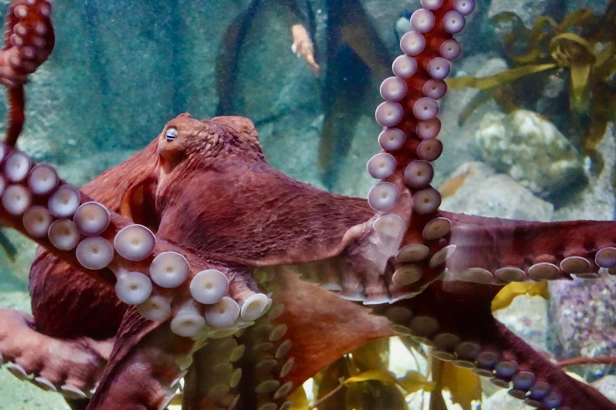 32348728957_c37fe4b3ef_k giant pacific octopus in tank
