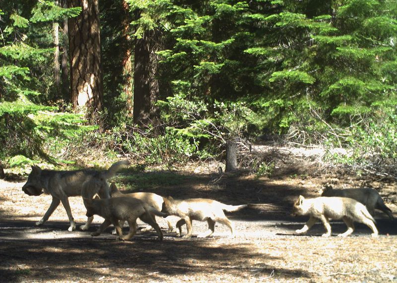 A family of wolves caught on trail cam. Photo via Oregon Department Of Fish And Wildlife. July 4th, 2022 Wolves Oregon 2022 Wolf Pups