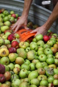 Bucket scooping apples out of a wash bin