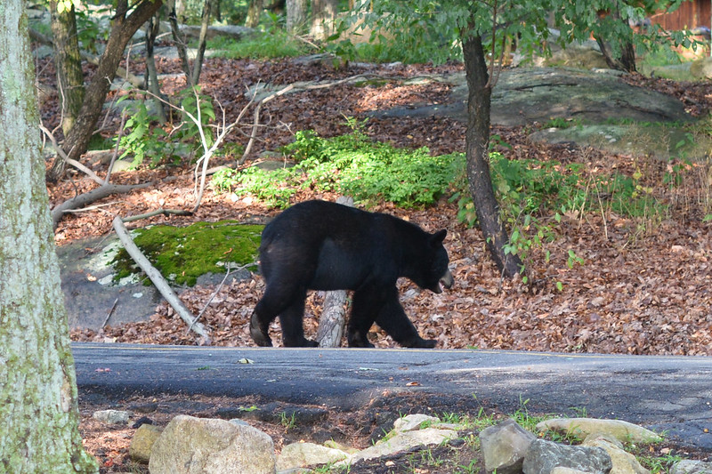 20260989496_c396fb2ef9_c black bear crossing the road