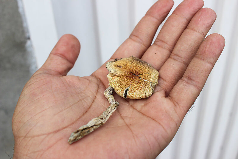 Person holding dried magic mushroom Oregon Person holding dried magic mushroom