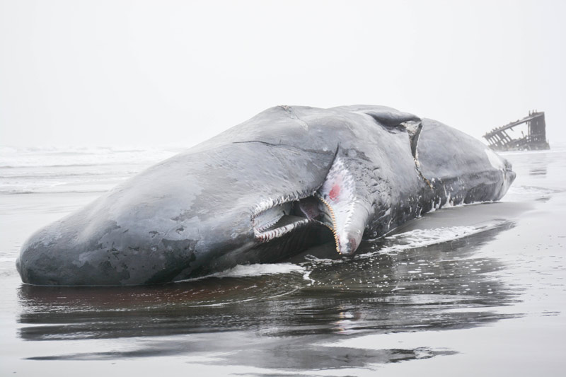 warr_40sperm_whale2