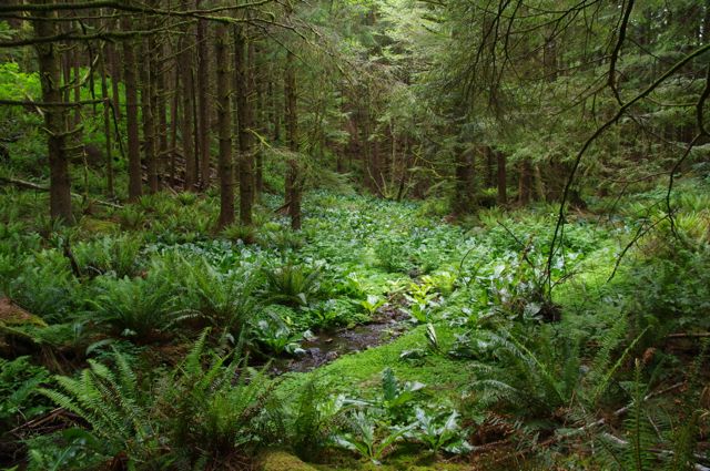 Amanda's Trail winds through the rainforest along the Oregon Coast.