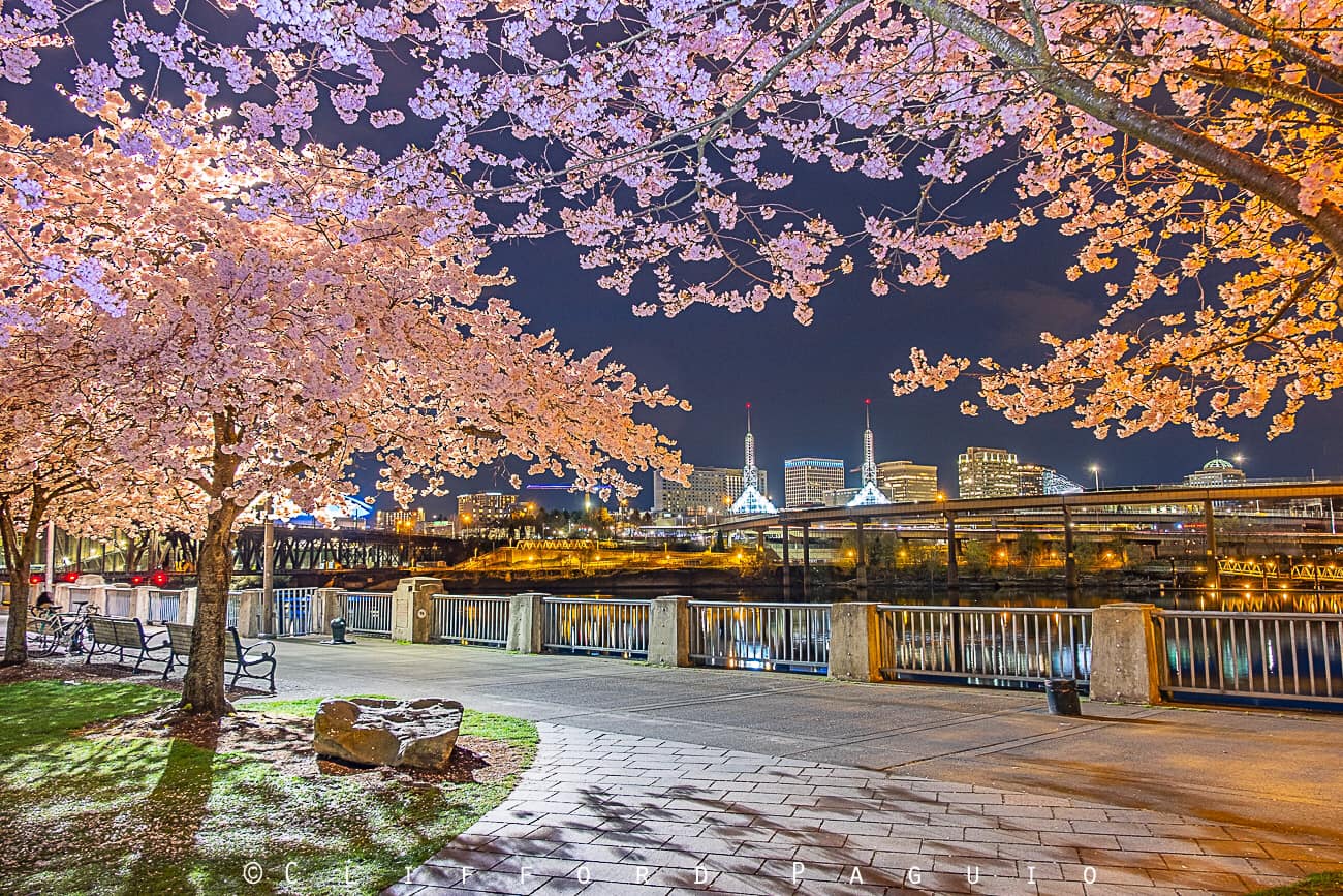 Travel Site Ranks 2 Oregon Cities Among the Top Spots to See Cherry Blossoms in the World