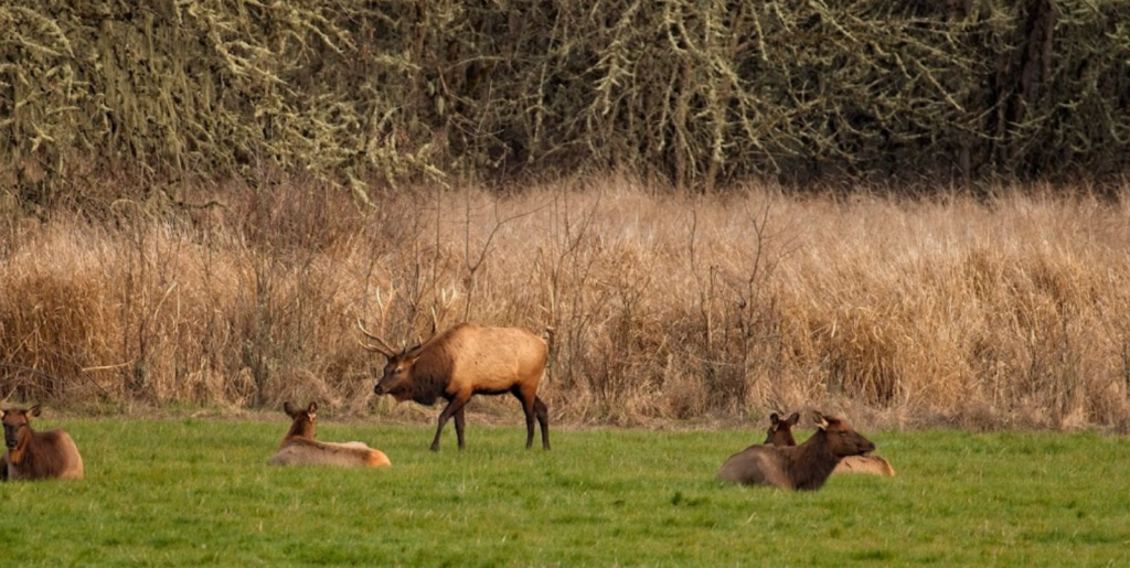 roosevelt elk herd
