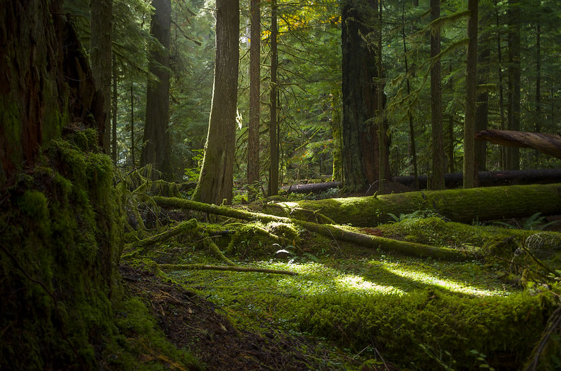 McKenzie River Trail near Tamolitch Blue Pool Oregon