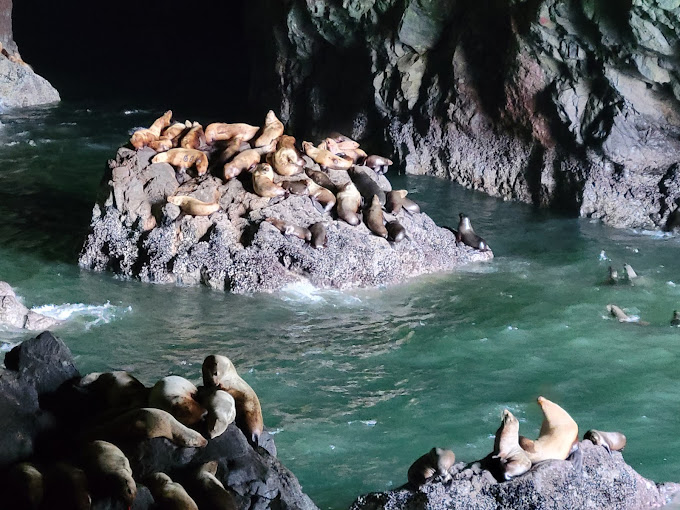 sea lions inside