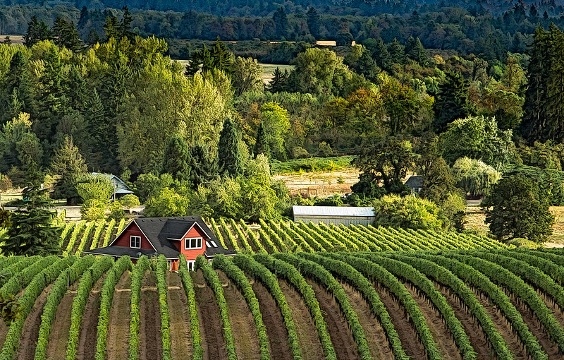 11 Best Wineries in Oregon: Discover the Top Vineyards in Wine Country