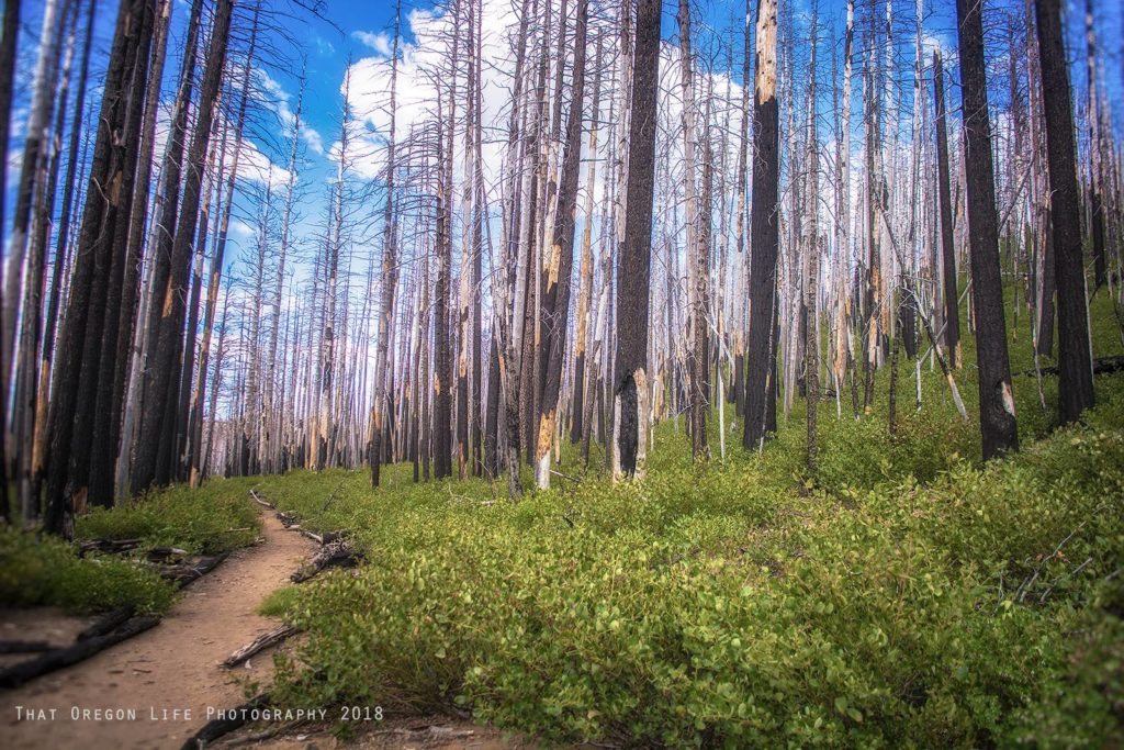 bend hikes, hikes bend oregon,