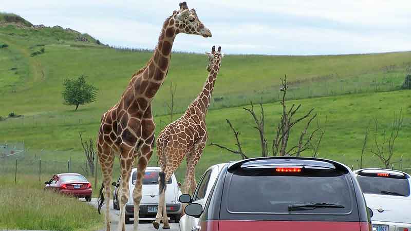 This Epic Oregon Drive-Thru Safari Lets You See Lions, Rhinos, And Giraffes Without Ever Leaving Your Car