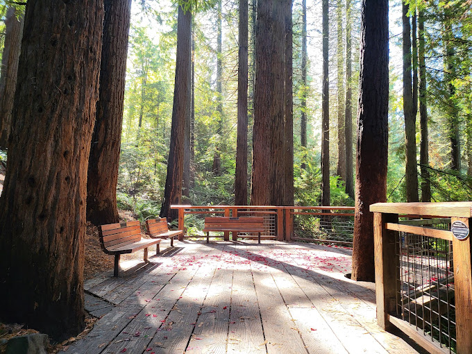 Oregon’s Magnificent Museum of Trees: Hoyt Arboretum