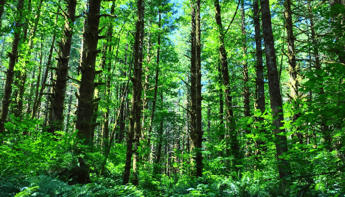 Oregon Mountain Forrest