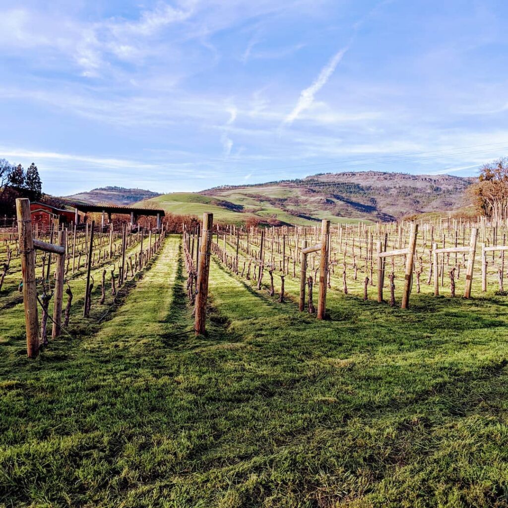 The vineyard at Grizzly Peak Winery in Ashland Oregon. You can see hills in the background under a blue sky.