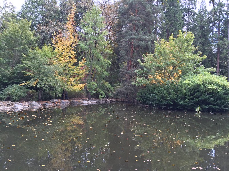 A duck pond with trees in the background. It looks like a tranquil spot.