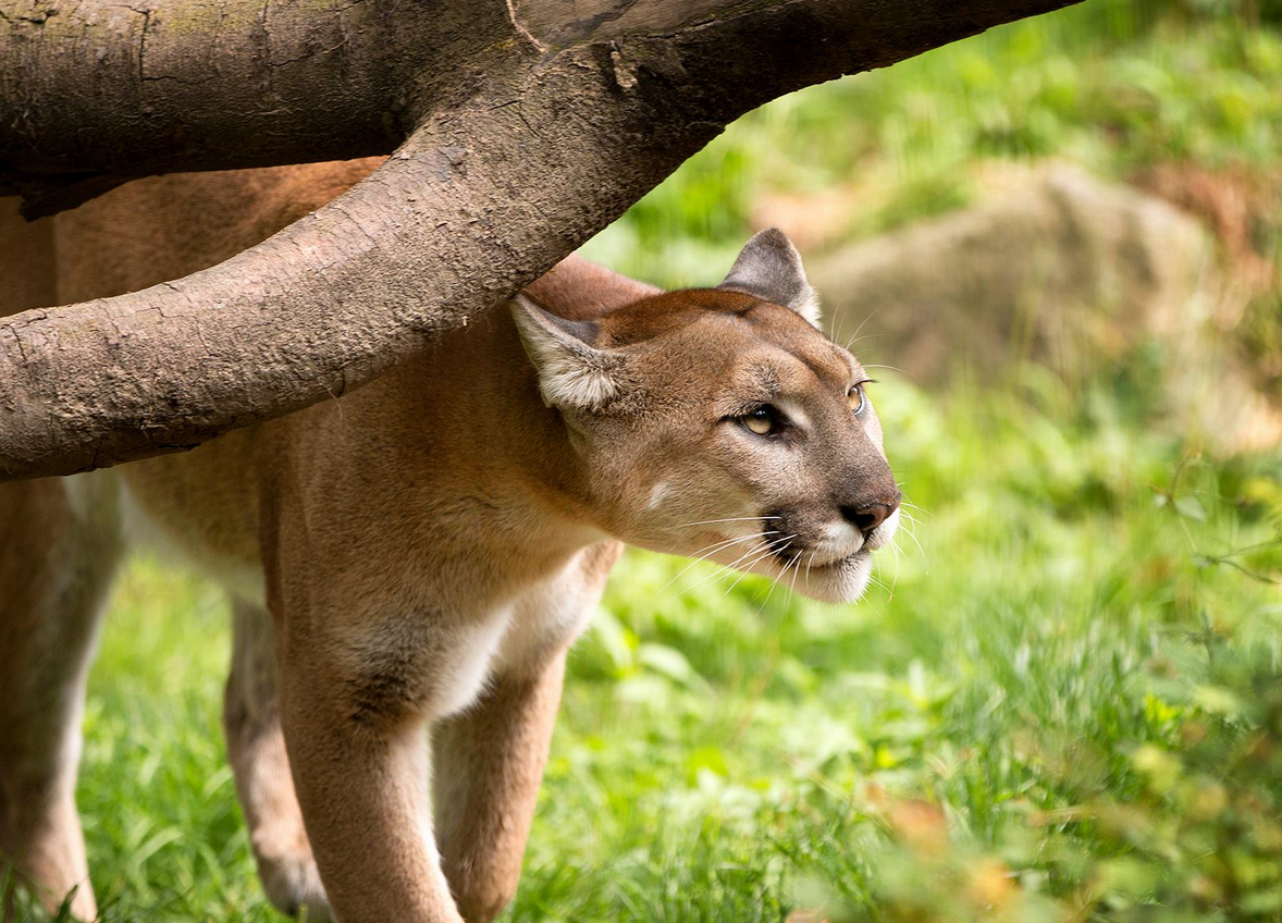 In The Realm of the Cougar: Respect for Oregon’s Apex Predator