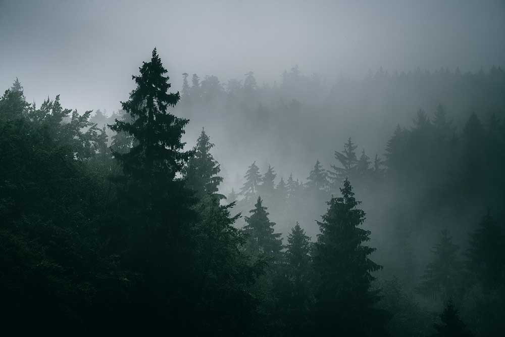 woods-pnw woods pnw