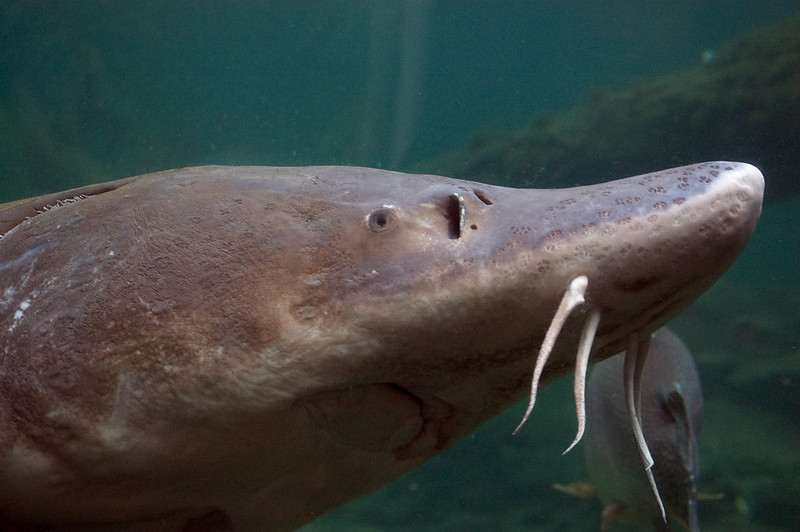 Herman The Sturgeon. Photo by Theron Trowbridge via Flickr CC2. Herman The Sturgeon.
