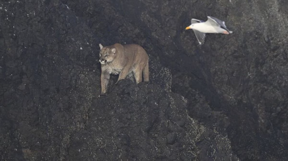 cougar cougar on haystack rock