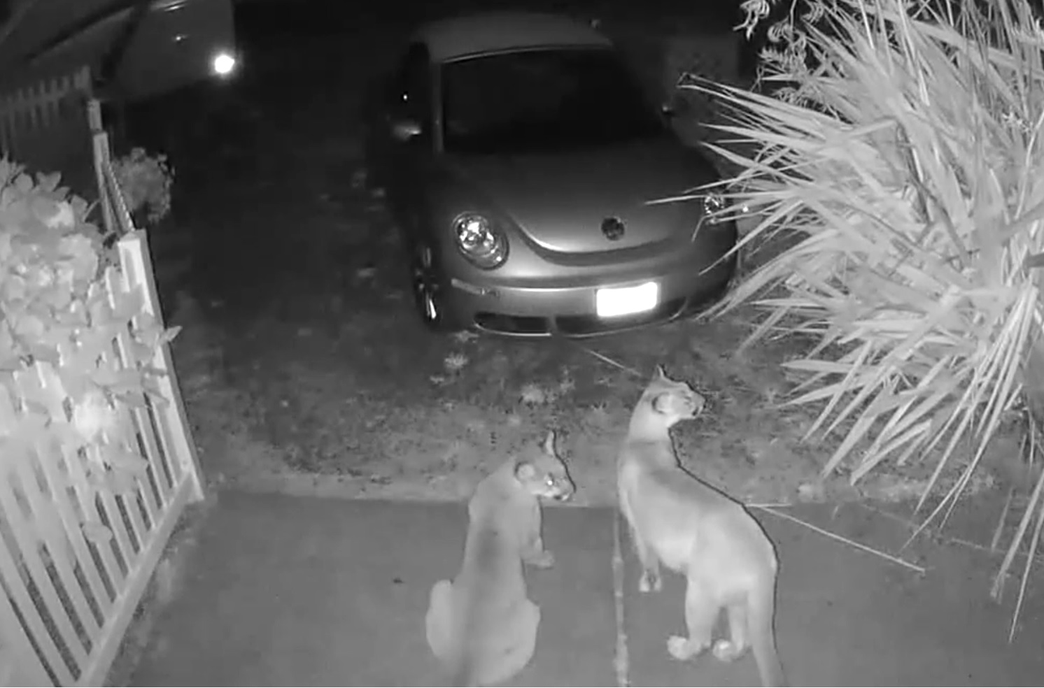Big Kitties Prowling Oregon Coast Again – On Video