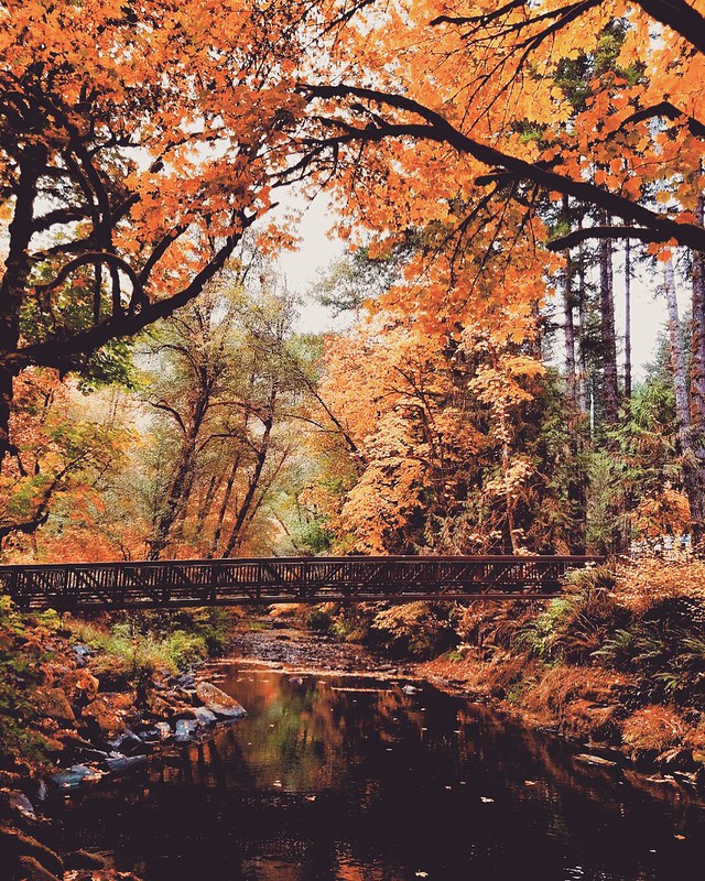 Fall colors on Whittaker Creek, a tributary of the Siuslaw River.