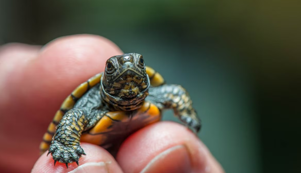 A Pint-Sized Turtle Adventure Awaits at the Oregon Zoo