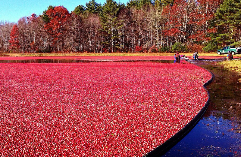 cranberry bog, bandon oregon cranberry festival 2024, family fun, things to do, oregon coast, southern coast, carnivals, food, entertainment