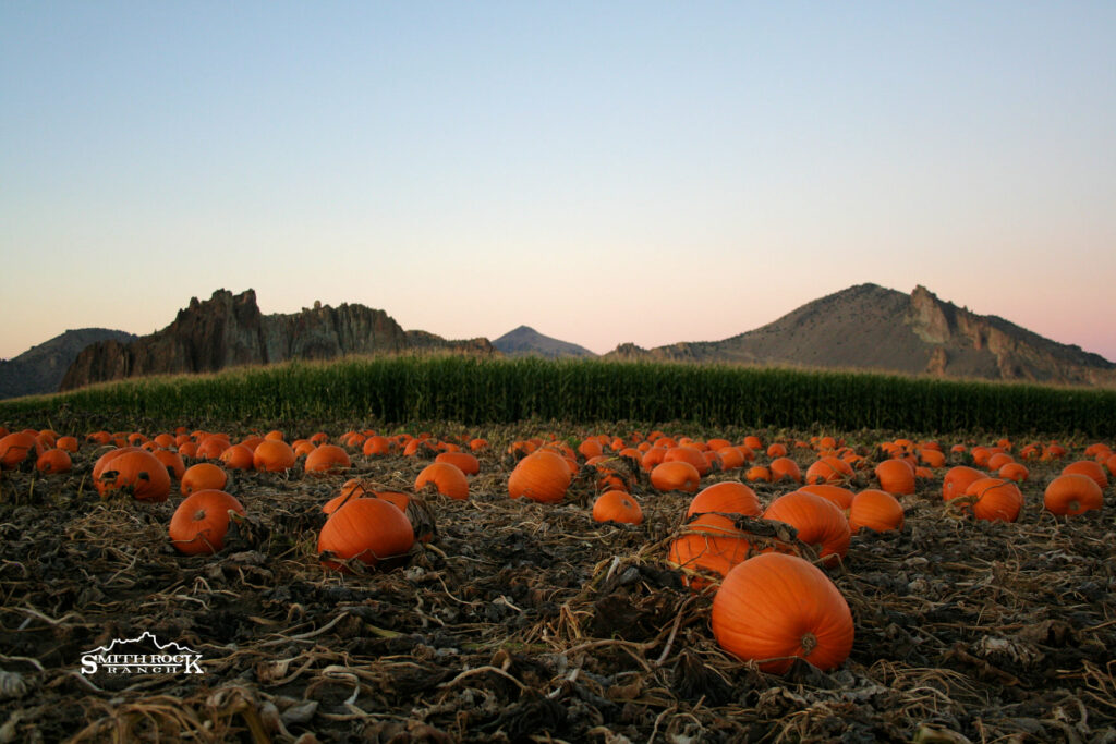 Smith Rock Ranch, Terrebonne Oregon, Family Fun, Central Oregon, Bend, Redmond, Things To Do, Pumpkin Patch, Hay Rides, Pumpkin Cannon, Giant Corn Maze, East of the Cascades, Dog Friendly Adventures, Good Food, Mini Golf, Best of Oregon, Fall Activities, Halloween