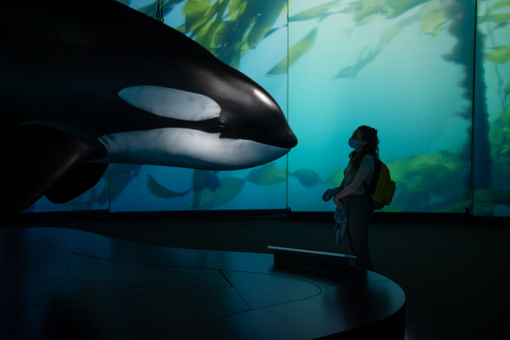Whales, Tales, and Native Trails: OMSI’s Fascinating Orca Exhibit Rocks