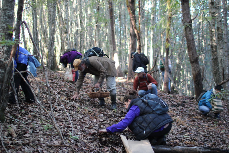 Matsutake Mushroom Season Is About To Begin – Here’s How To Forage For Them!