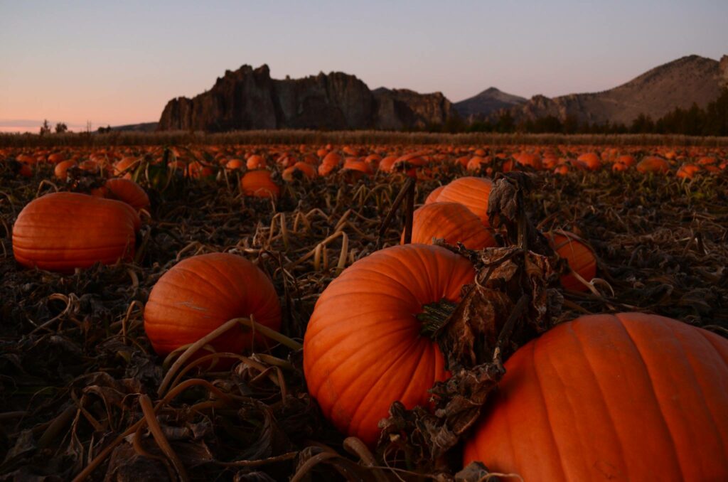 Smith Rock Ranch, Terrebonne Oregon, Family Fun, Central Oregon, Bend, Redmond, Things To Do, Pumpkin Patch, Hay Rides, Pumpkin Cannon, Giant Corn Maze, East of the Cascades, Dog Friendly Adventures, Good Food, Mini Golf, Best of Oregon