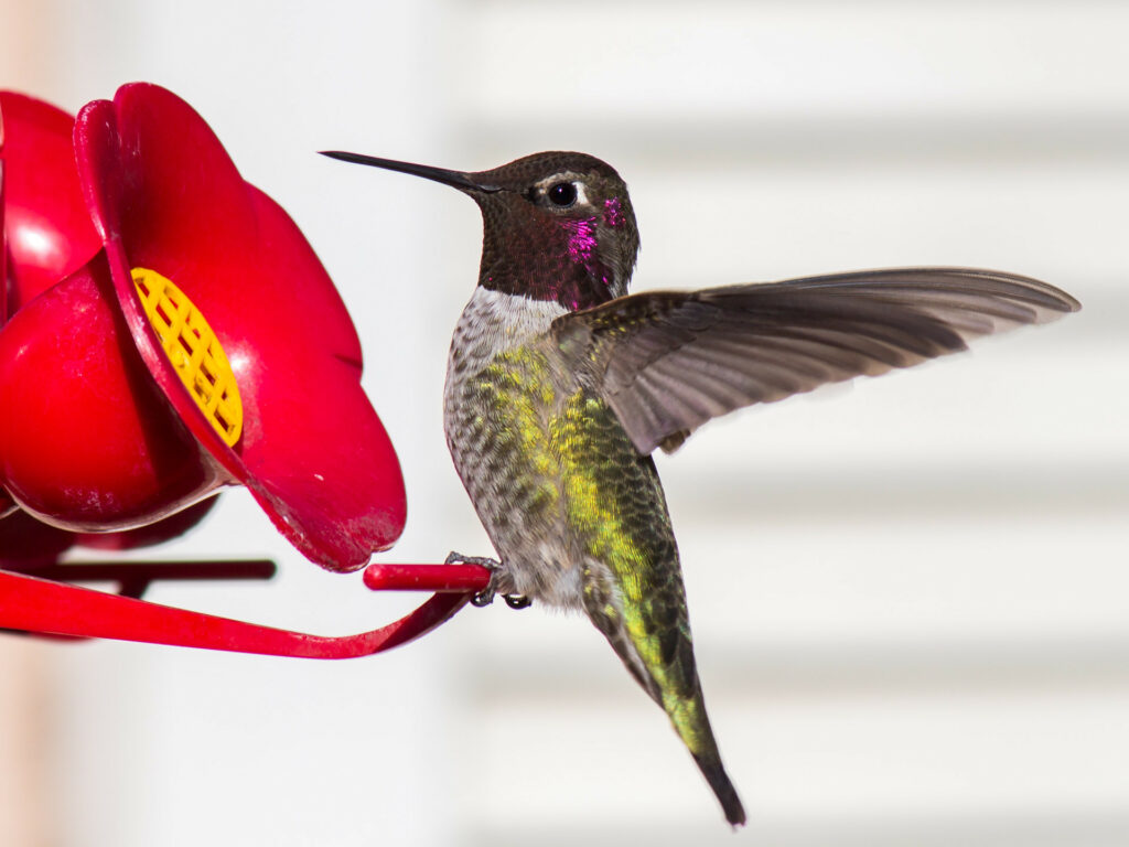 hummingbirds for oregon, oregon hummingbird species, nectar recipe, feeding, spring migration, anna's hummingbird, calliope, Allan's, black-chinned, costa's