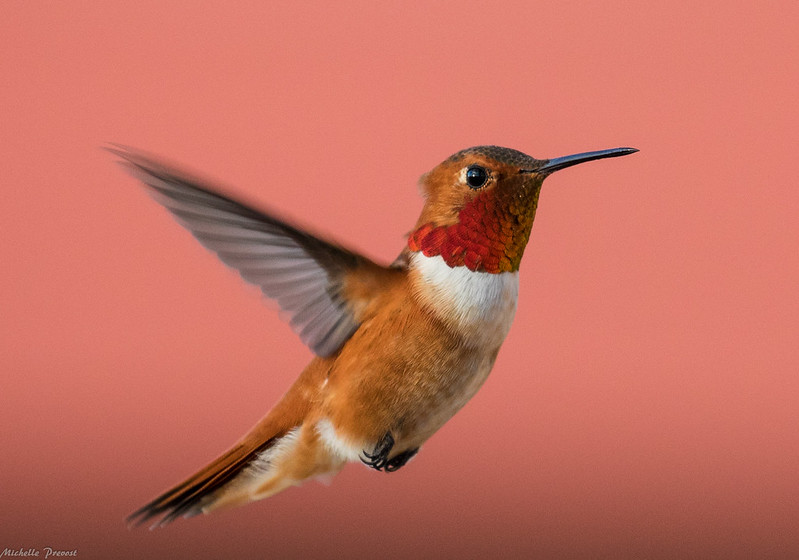 Rufous Hummingbird