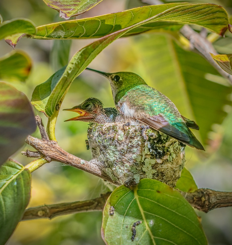 hummingbirds in oregon
