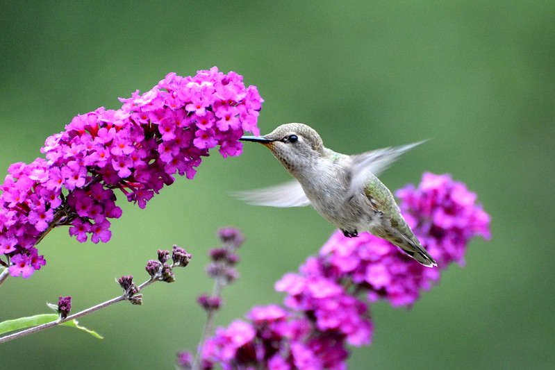 hummingbirds for oregon, oregon hummingbird species, nectar recipe, feeding, spring migration, anna's hummingbird, calliope, Allan's, black-chinned, costa's