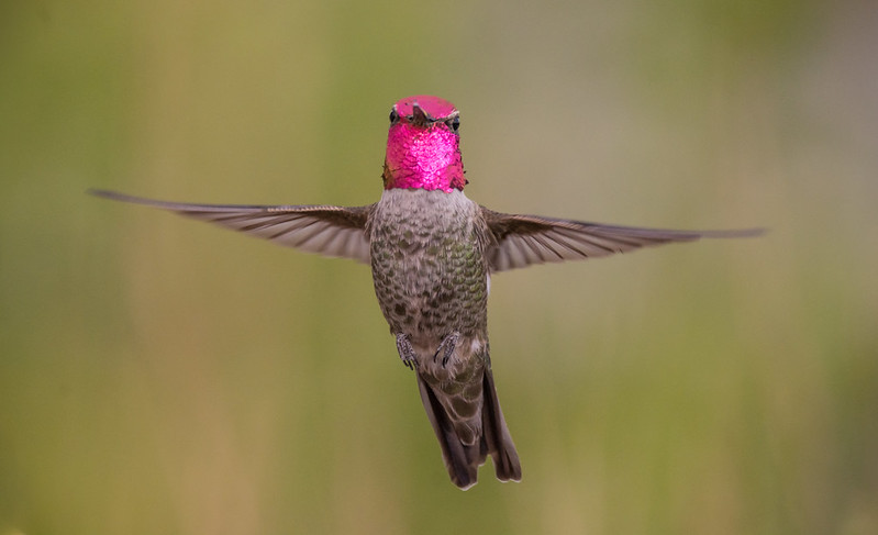 hummingbirds for oregon, oregon hummingbird species, nectar recipe, feeding, spring migration, anna's hummingbird, calliope, Allan's, black-chinned, costa's