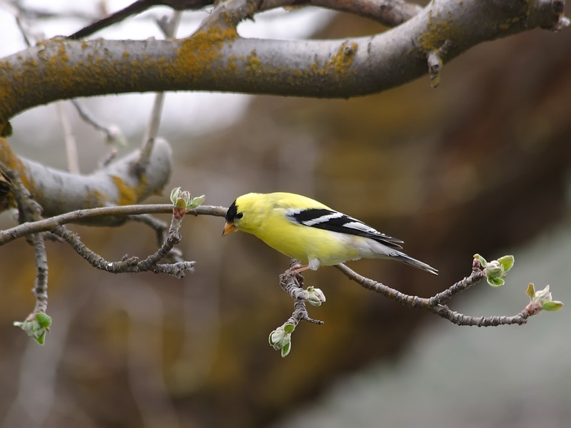 Oregon Birds, Bird Watching, Ornithology, Pacific Northwest Songbirds, Backyard, Common Species, bird-watching guide for beginners, native bird species, migratory birds, raptors, conservation, how to, goldfinch