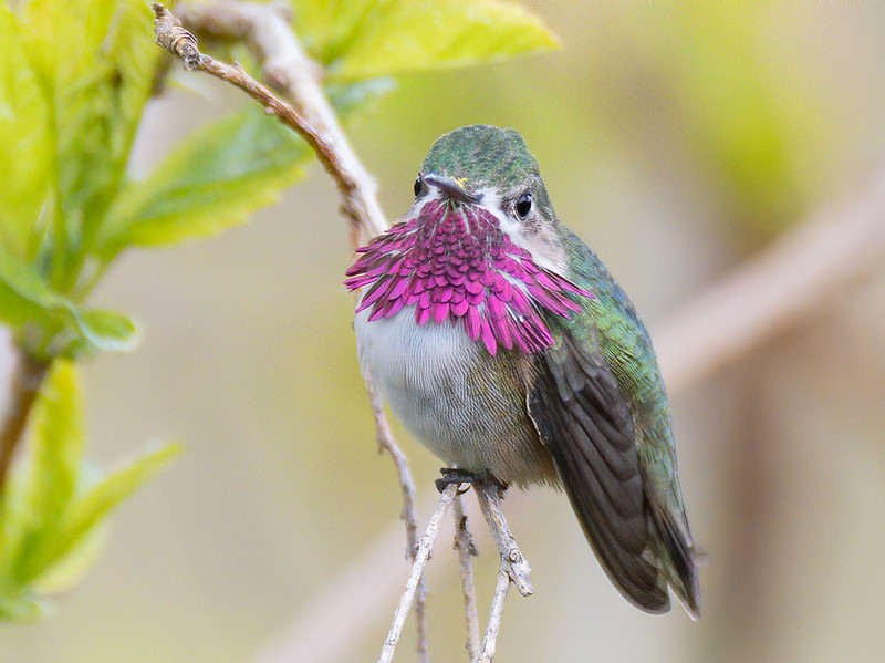 hummingbird oregon