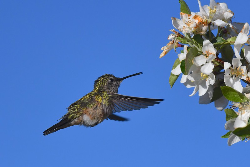 hummingbirds for oregon, oregon hummingbird species, nectar recipe, feeding, spring migration, anna's hummingbird, calliope, Allan's, black-chinned, costa's