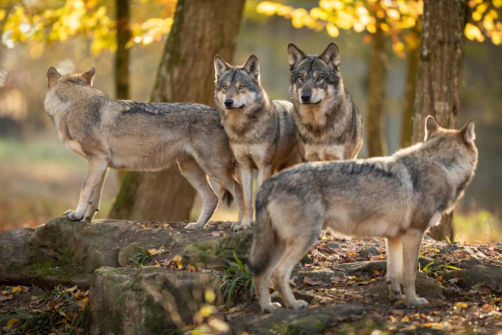 Oregon Gifts Colorado 10 Gray Wolves for Western Slope Release