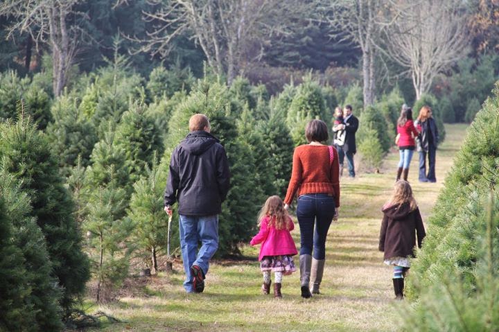 Beaverton Holiday U-Cut Tree Farm via Google Local xmas tree farm