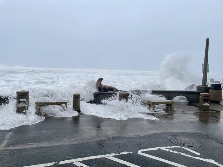 Joe-the-Sea-Lion-at-the-SW-35th-Street-beach-access-in-Lincoln-City_Nicole-King-TIdes-Project-768×576 king tide waves oregon