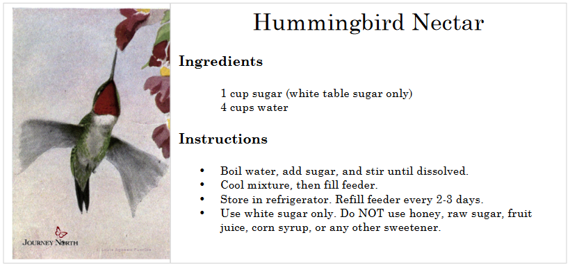 hummingbirds for oregon, oregon hummingbird species, nectar recipe, feeding, spring migration, anna's hummingbird, calliope, Allan's, black-chinned, costa's