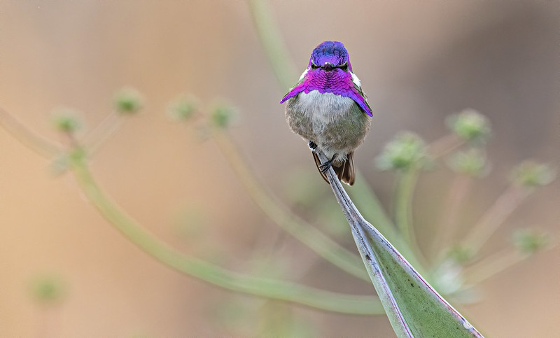 hummingbirds for oregon, oregon hummingbird species, nectar recipe, feeding, spring migration, anna's hummingbird, calliope, Allan's, black-chinned, costa's
