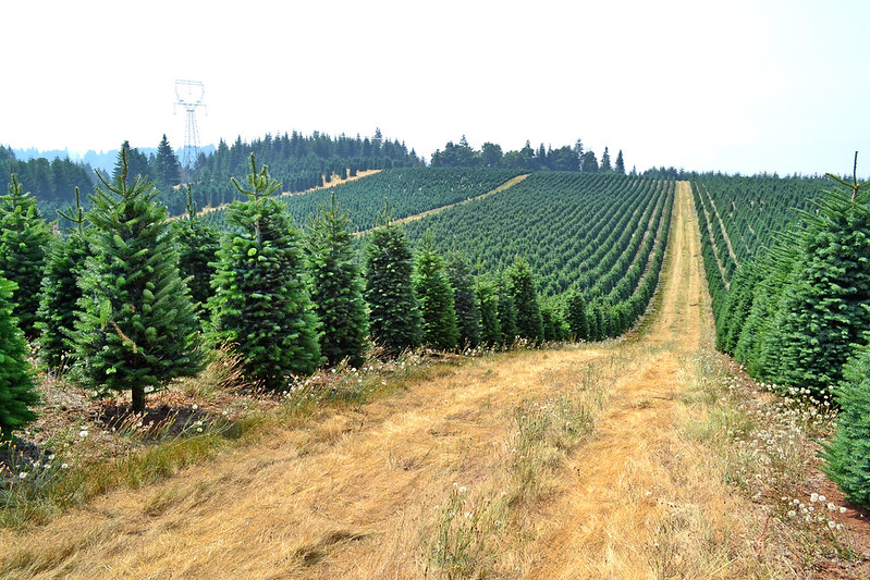 large tree farm