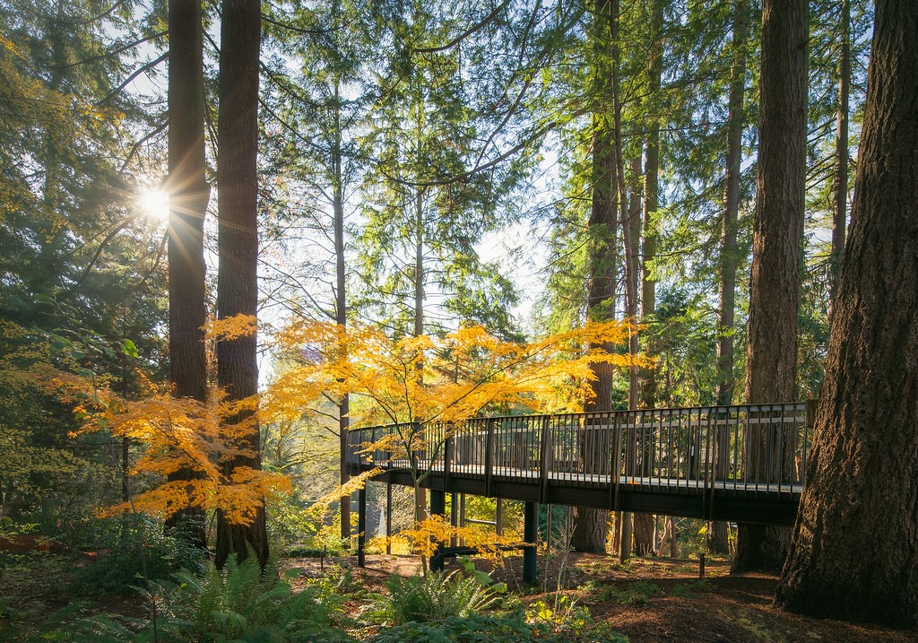 featured, best aerial, Leach Garden Facebook Aerial walkway