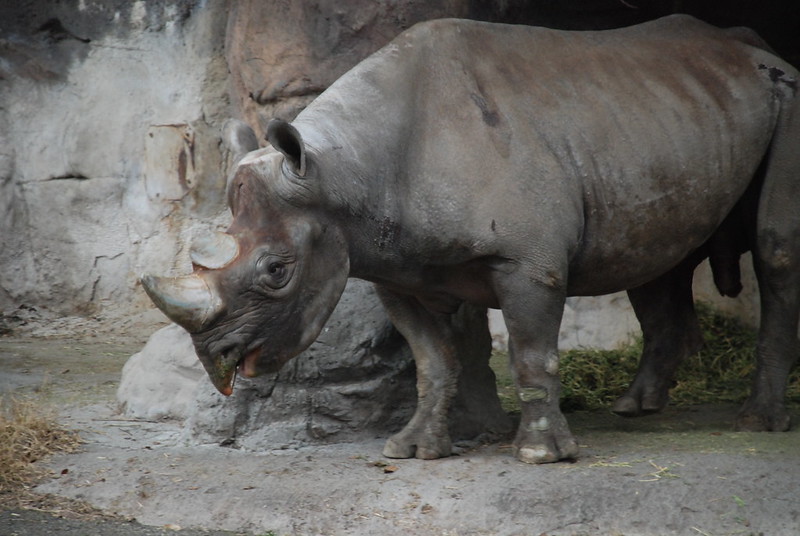 black rhino, new baby, oregon zoo, 2023, Jozi the rhinocerous, critically endangered, rhino calf, birth, new mom, Portland, Oregon