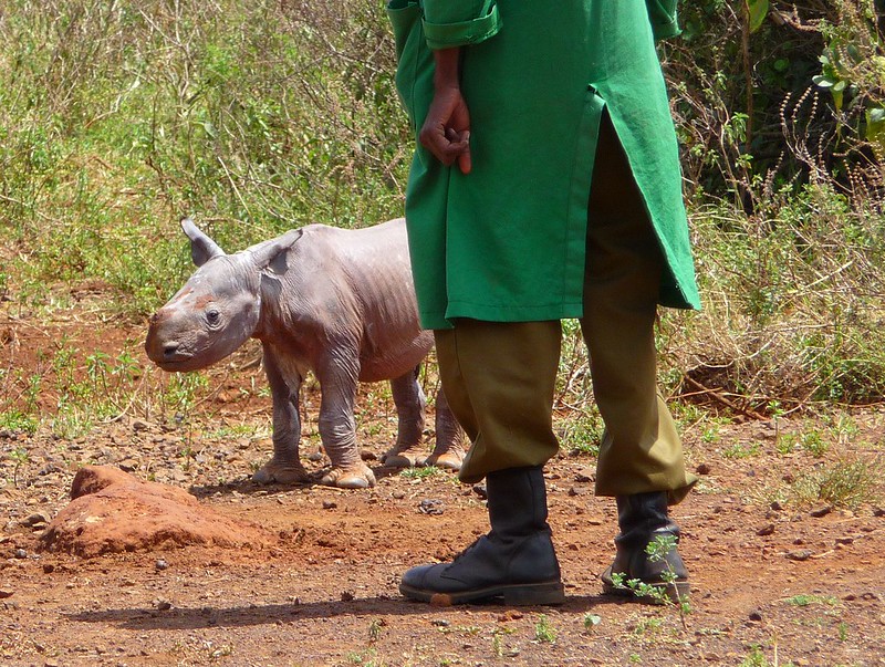 black rhino, new baby, oregon zoo, 2023, Jozi the rhinocerous, critically endangered, rhino calf, birth, new mom, Portland, Oregon